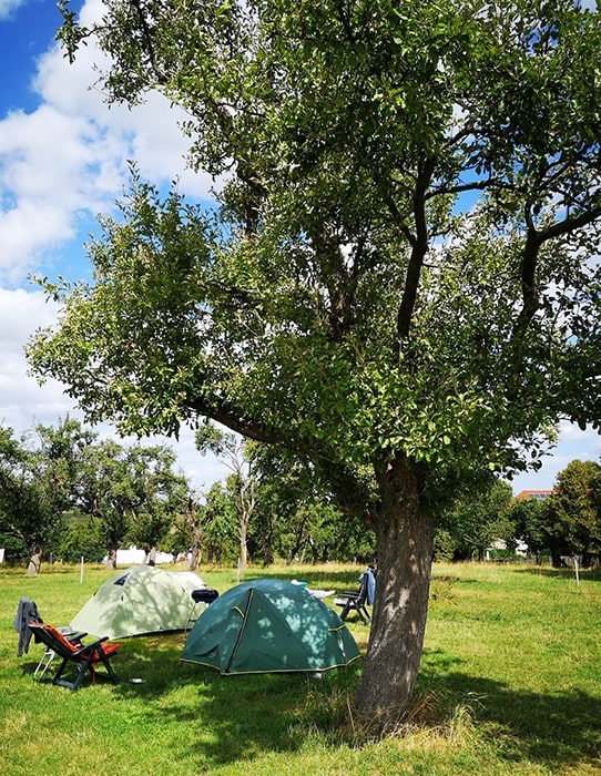 Twee groene tenten op een grasveld onder een grote loofboom op camping MiO in Ottendorf bij Chemnitz. Ernaast staan meerdere kampeerstoelen en tafels.