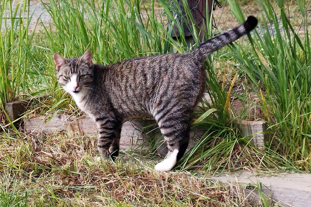 Getigerte Katze mit weißem Gesicht und weißen Pfoten steht auf einem Rasenweg mit Gras und Holzplanken auf dem Campingplatz MiO in Ottendorf bei Chemnitz.